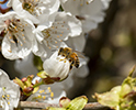 Bee Pollination 8